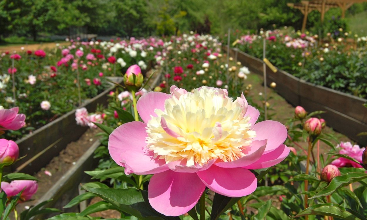 Пион рапсодия