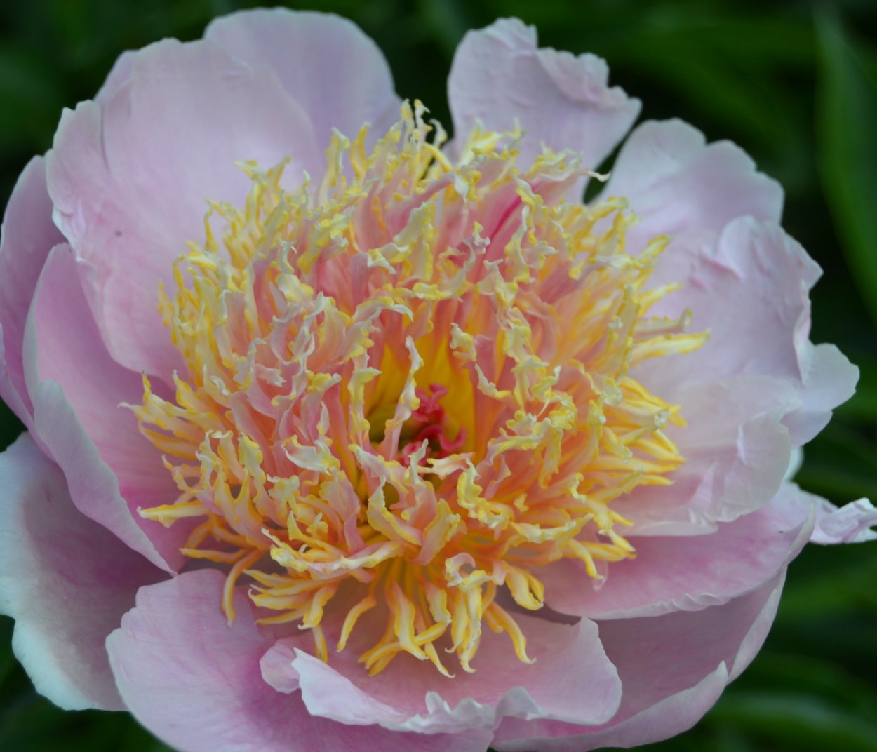 'Silver Slippers' Roy g. Klehm, 2003