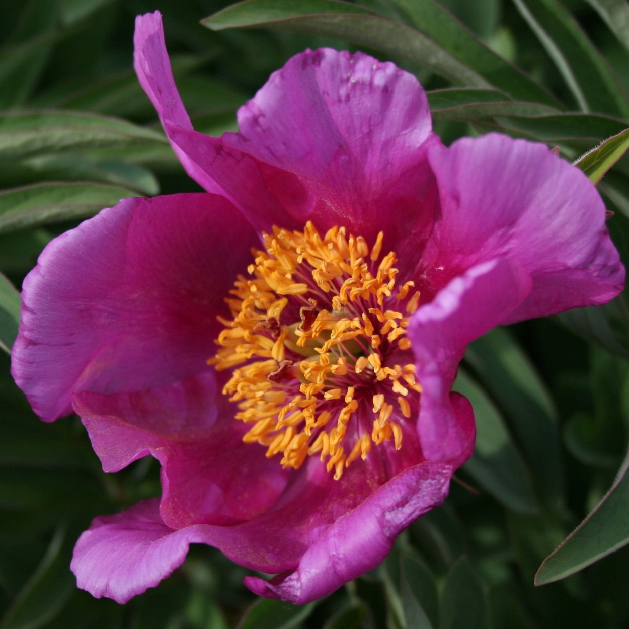 Пион древовидный Лавендер