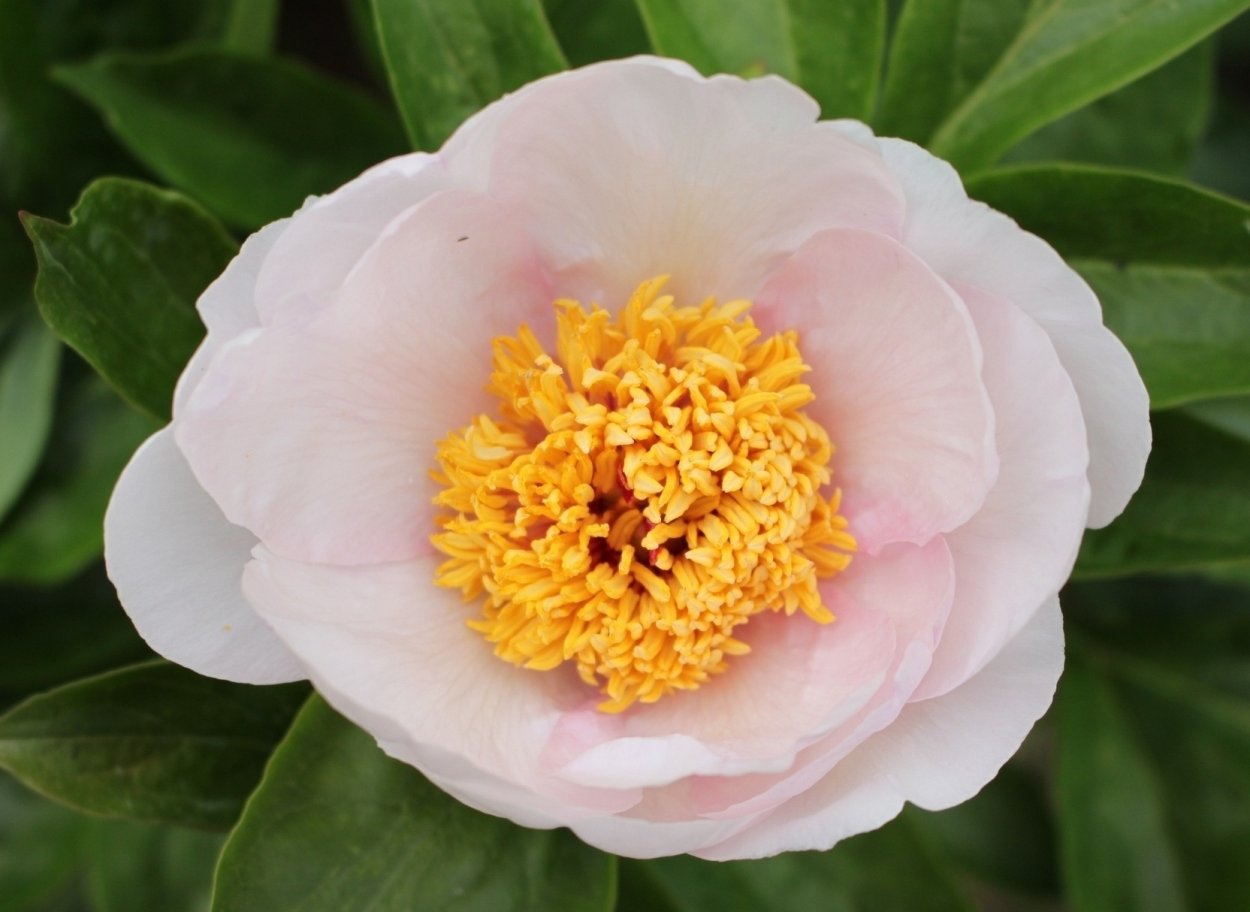 Пион рапсодия