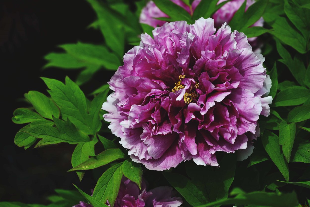 Пион Raspberry Sundae