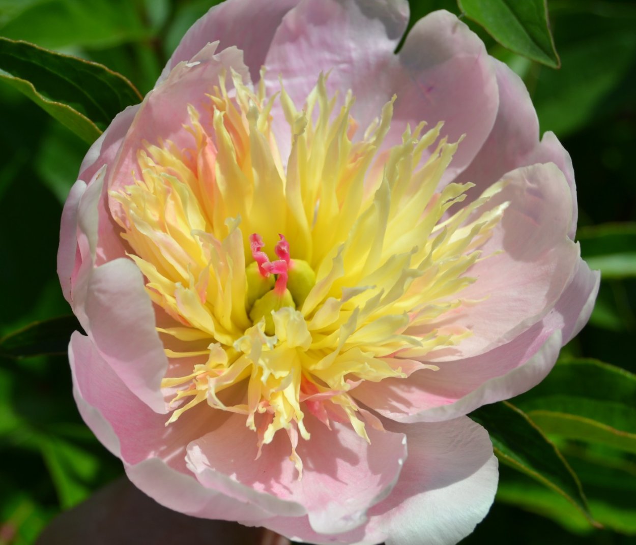 Пион Лавендер принцесс