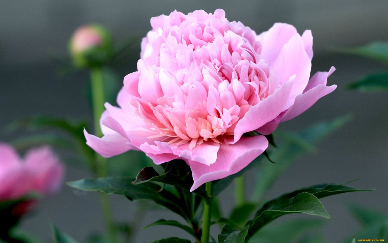 Древовидный пион Лавандер