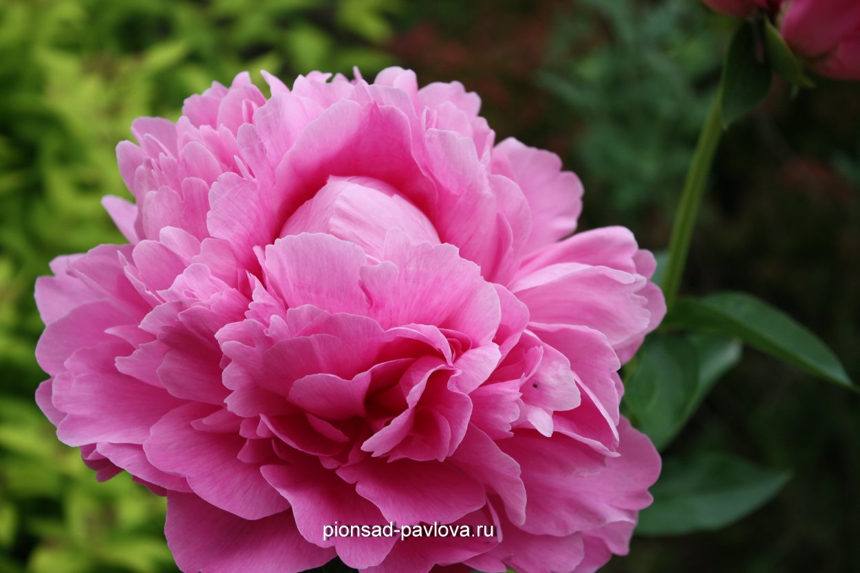 Пион Джулиска