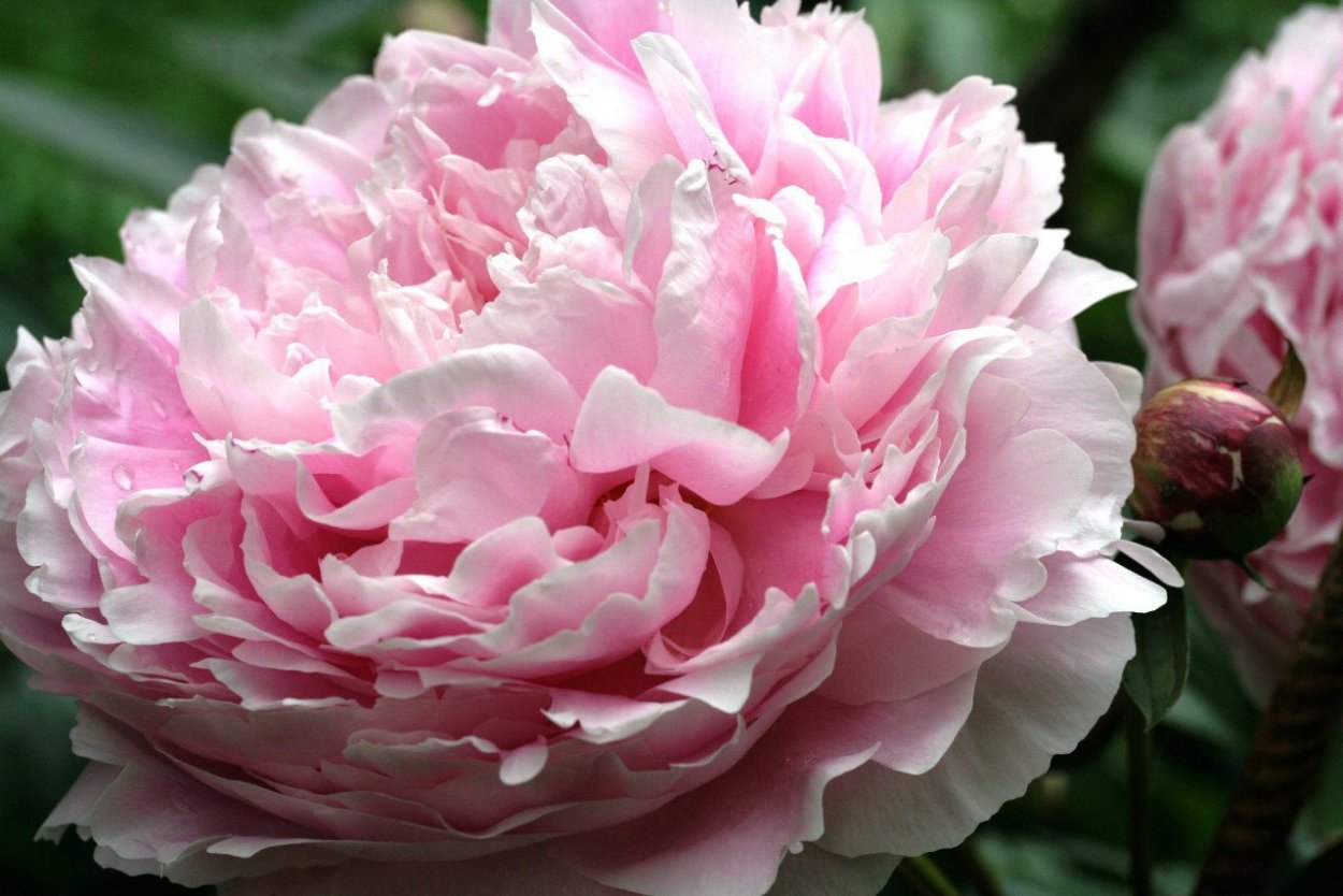 Пион Магнолия Флауэр