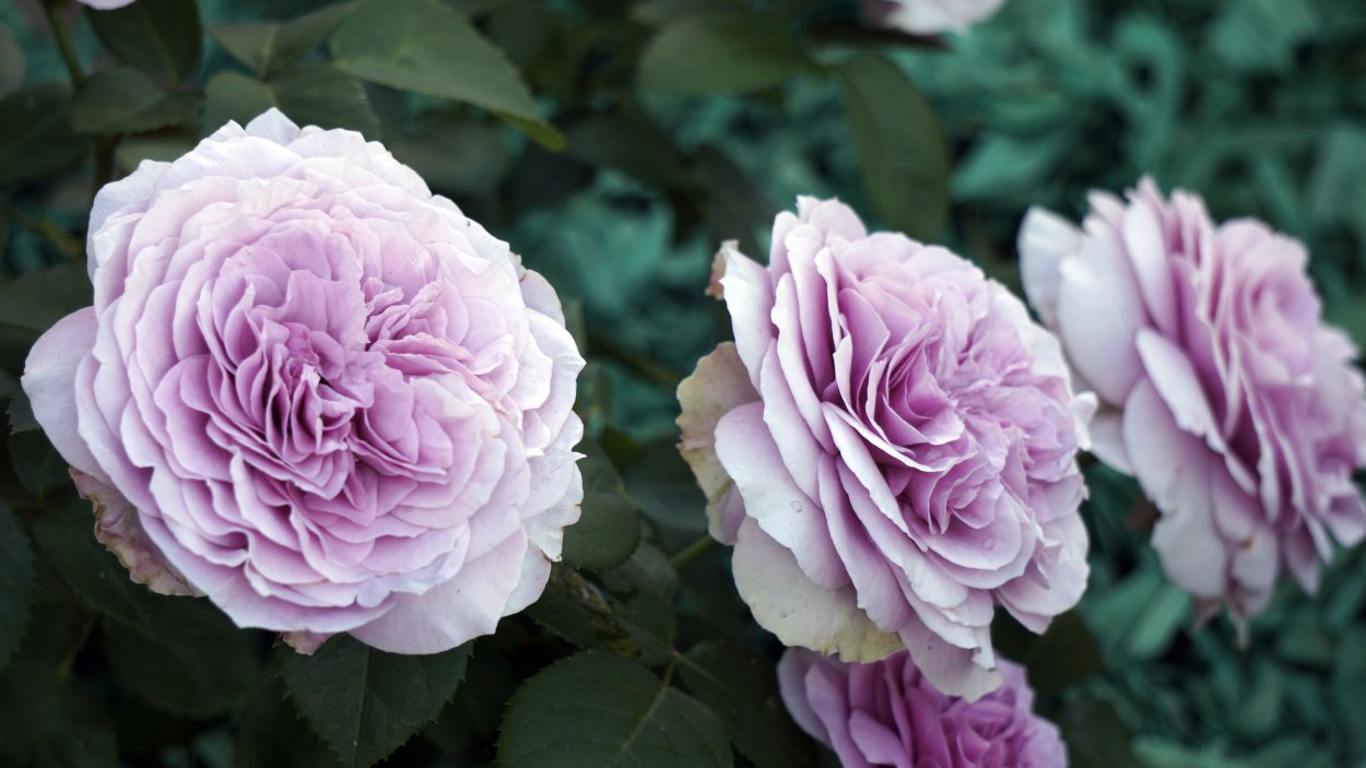 Пион айвори Уиспер