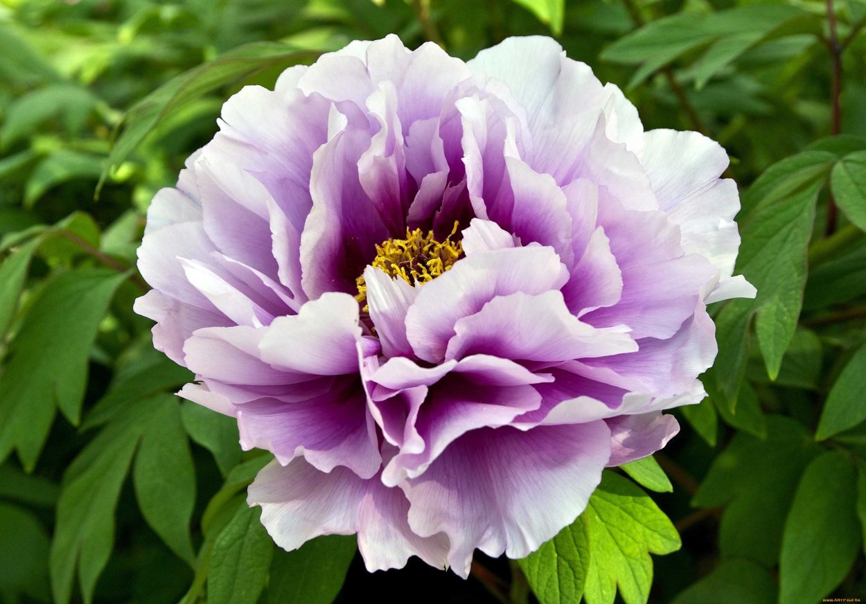 Пион Мэдилон