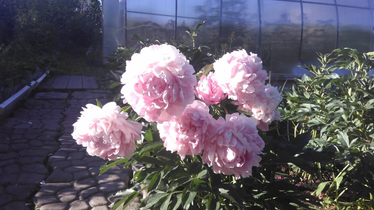 Пион Лавендер букет