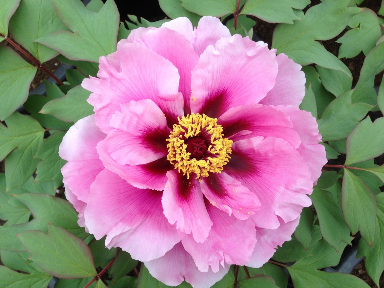 Пион Виктори де ла Марне