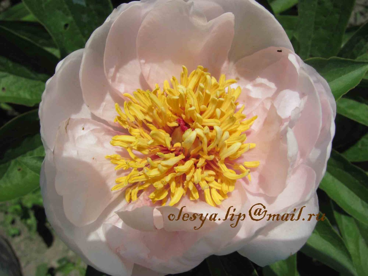 Пион травянистый селебрит