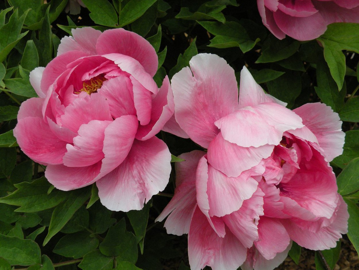 Пион Белла Донна