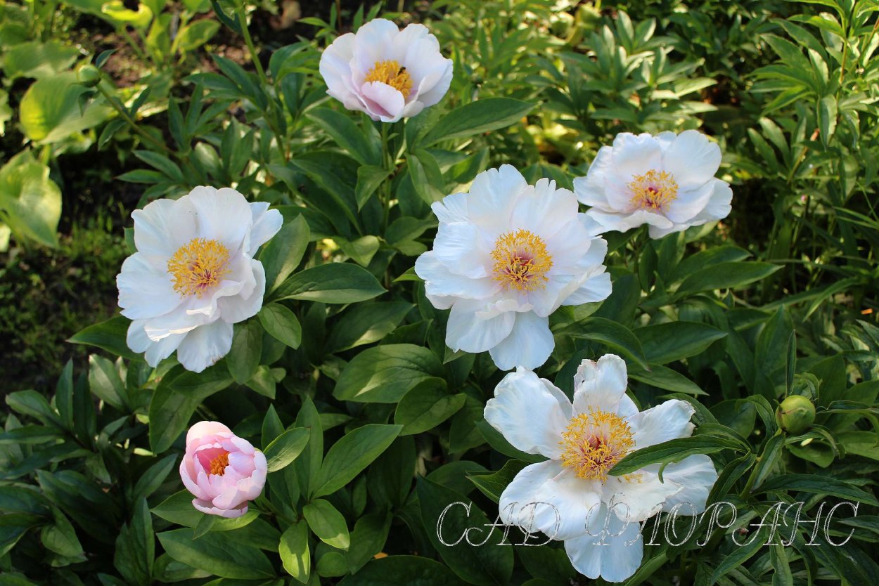 Пион Лавандер Беби