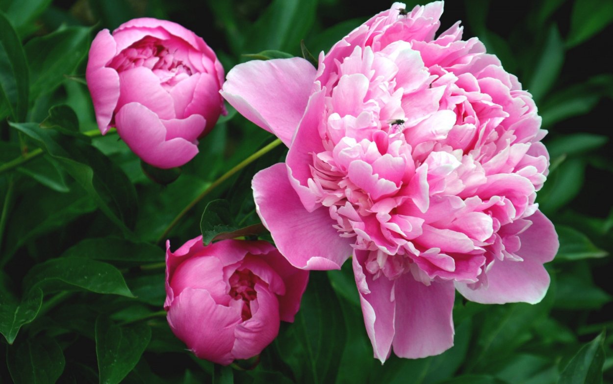 Ярко розовые пионы