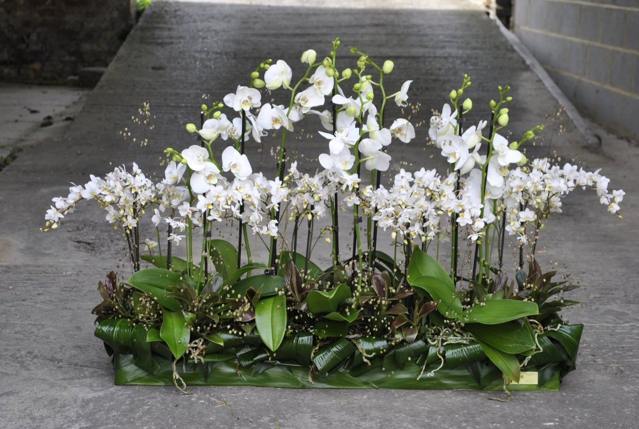 Орхидея фенолепсис