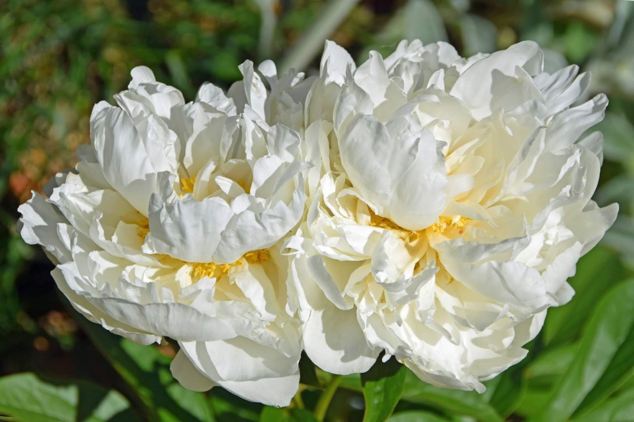 Пион Дейдрим