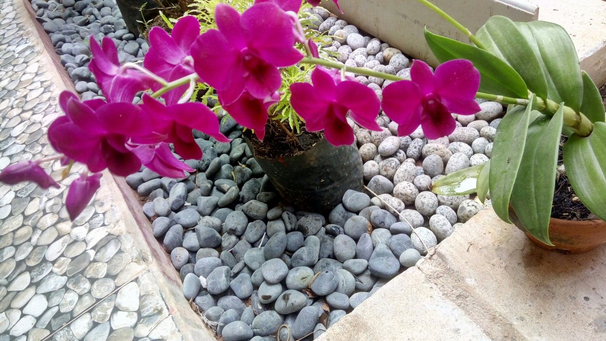 Орхидея фаленопсис в горшке