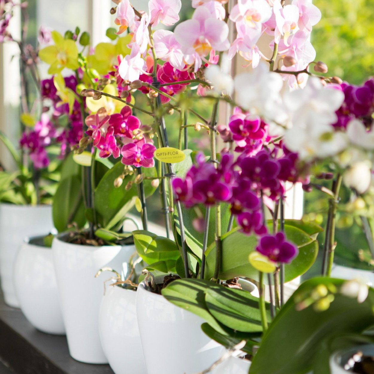 Орхидея фаленопсис зеленая