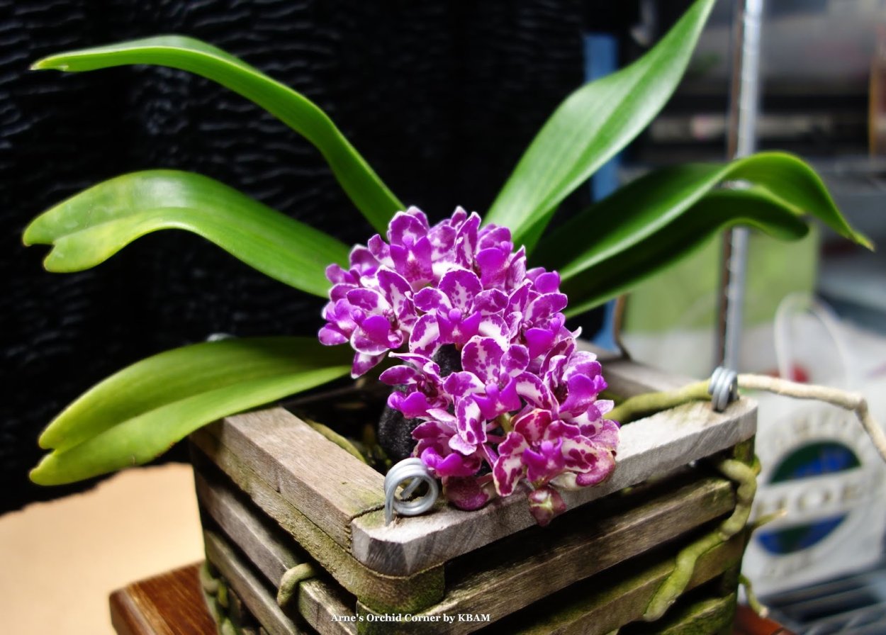 Орхидея Магдалена фаленопсис