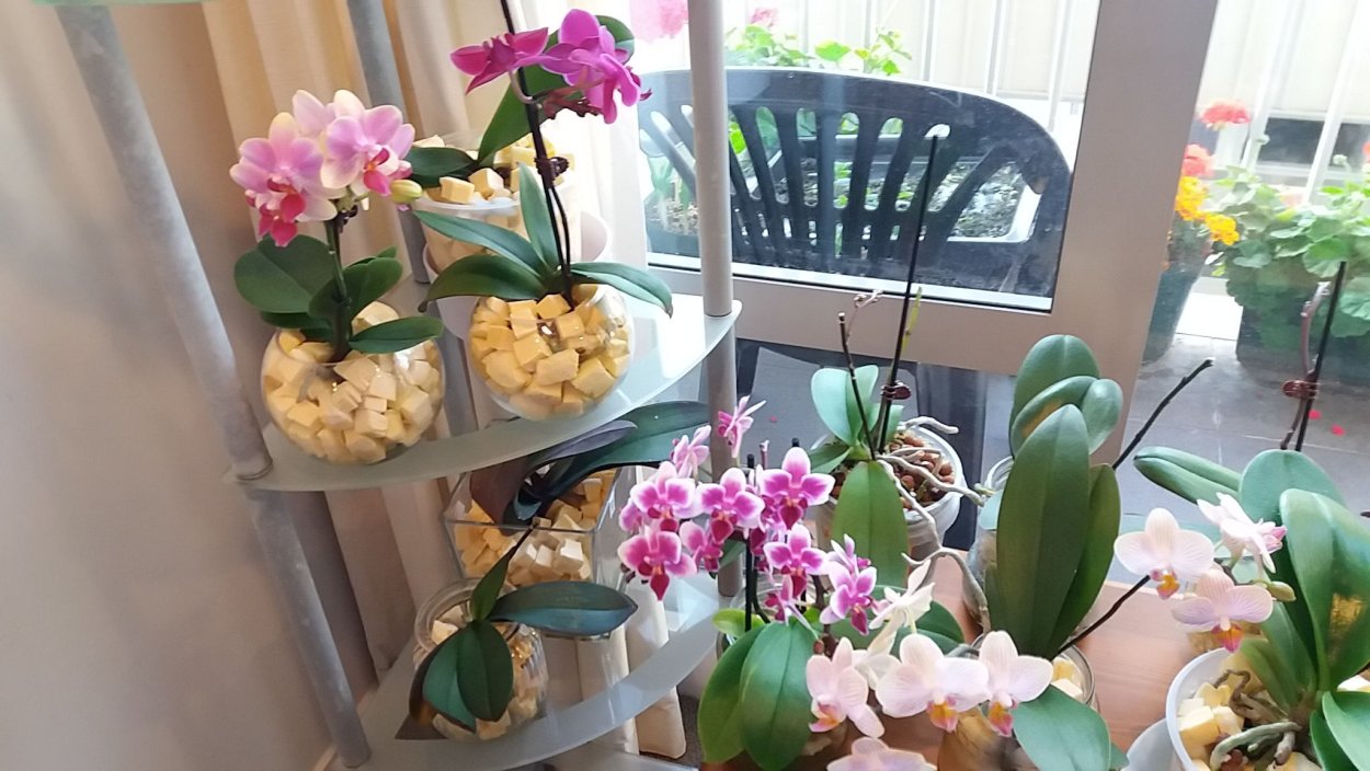 Фаленопсис Серфсонг