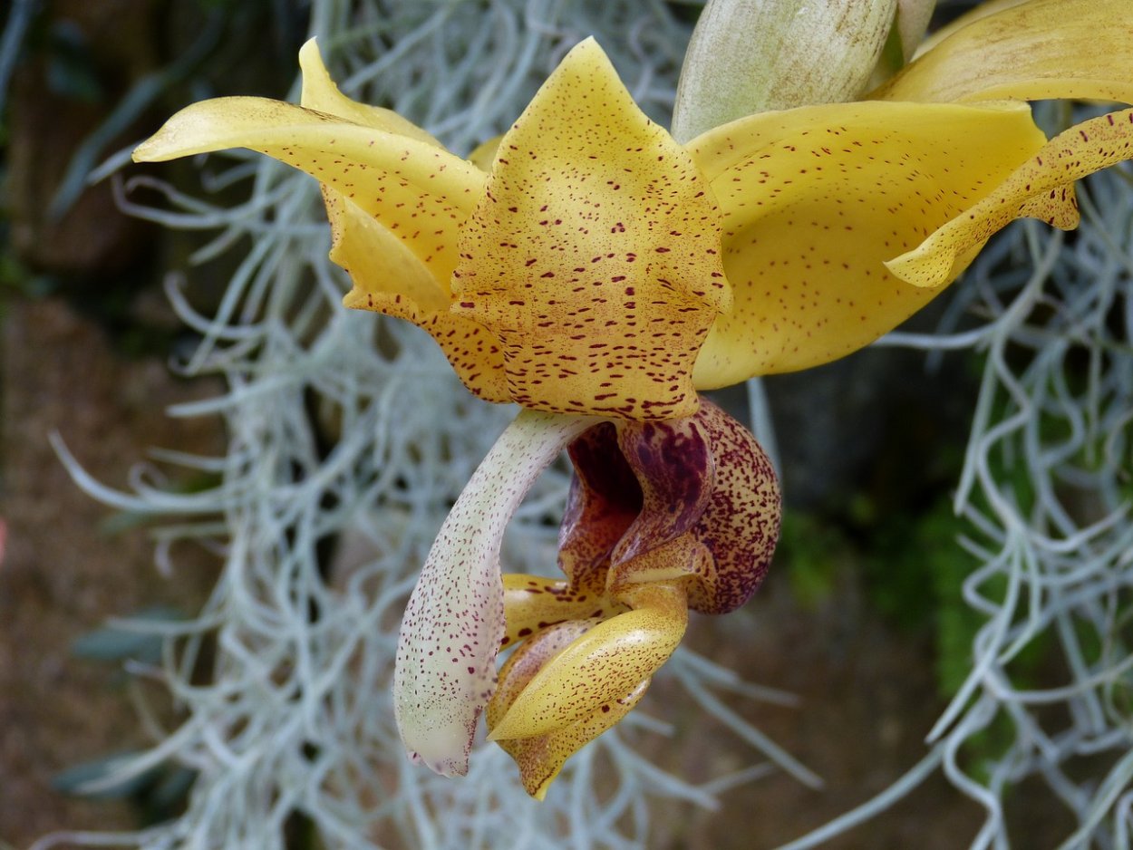 Орхидея фаленопсис Каттлея