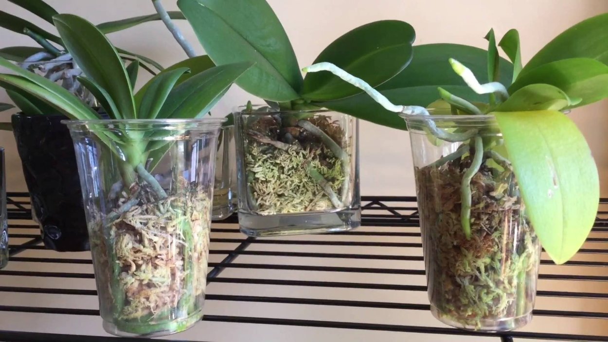 Фаленопсис Versaco