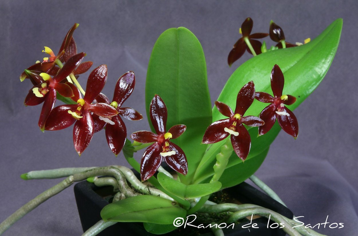 Композиции с орхидеей фаленопсис