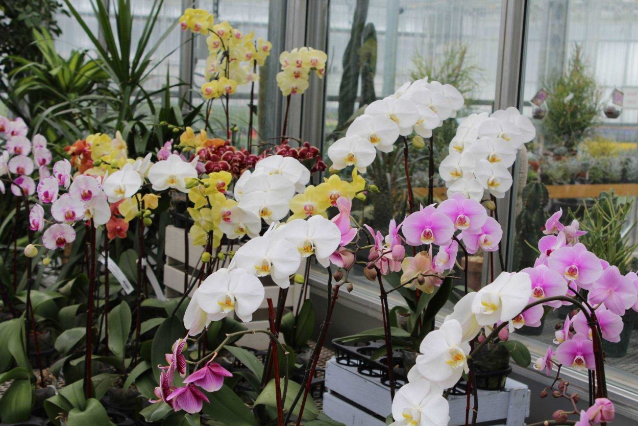 Орхидея Phalaenopsis Manila
