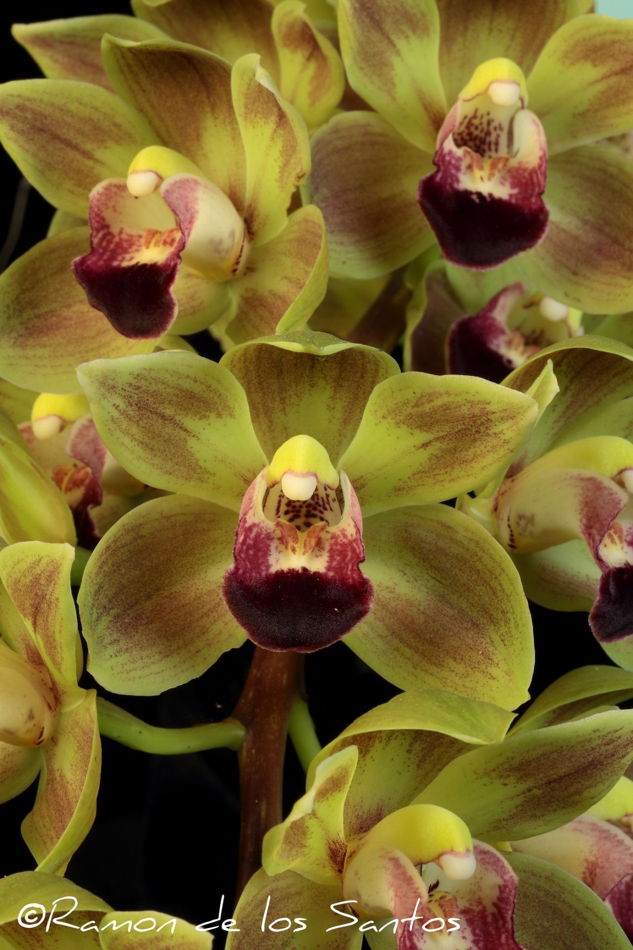 Орхидея Скенза плантс