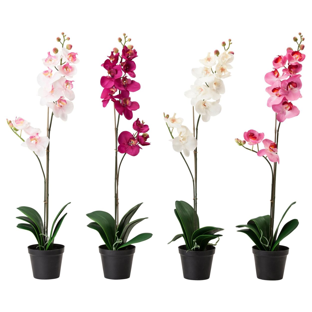 Фаленопсис Спаркс Орхидея