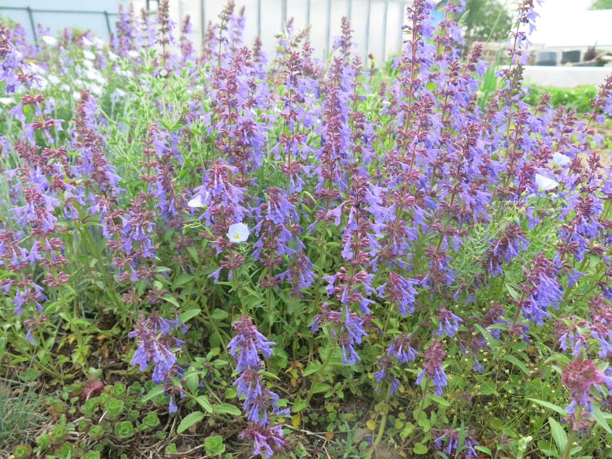 Ригли Сперминт мята растение