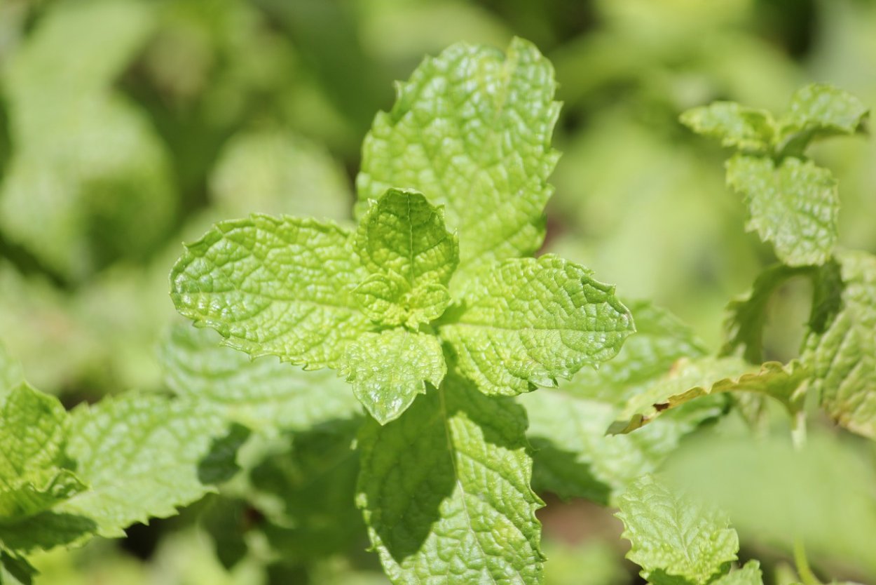 Аналог мяты в огороде сканворд