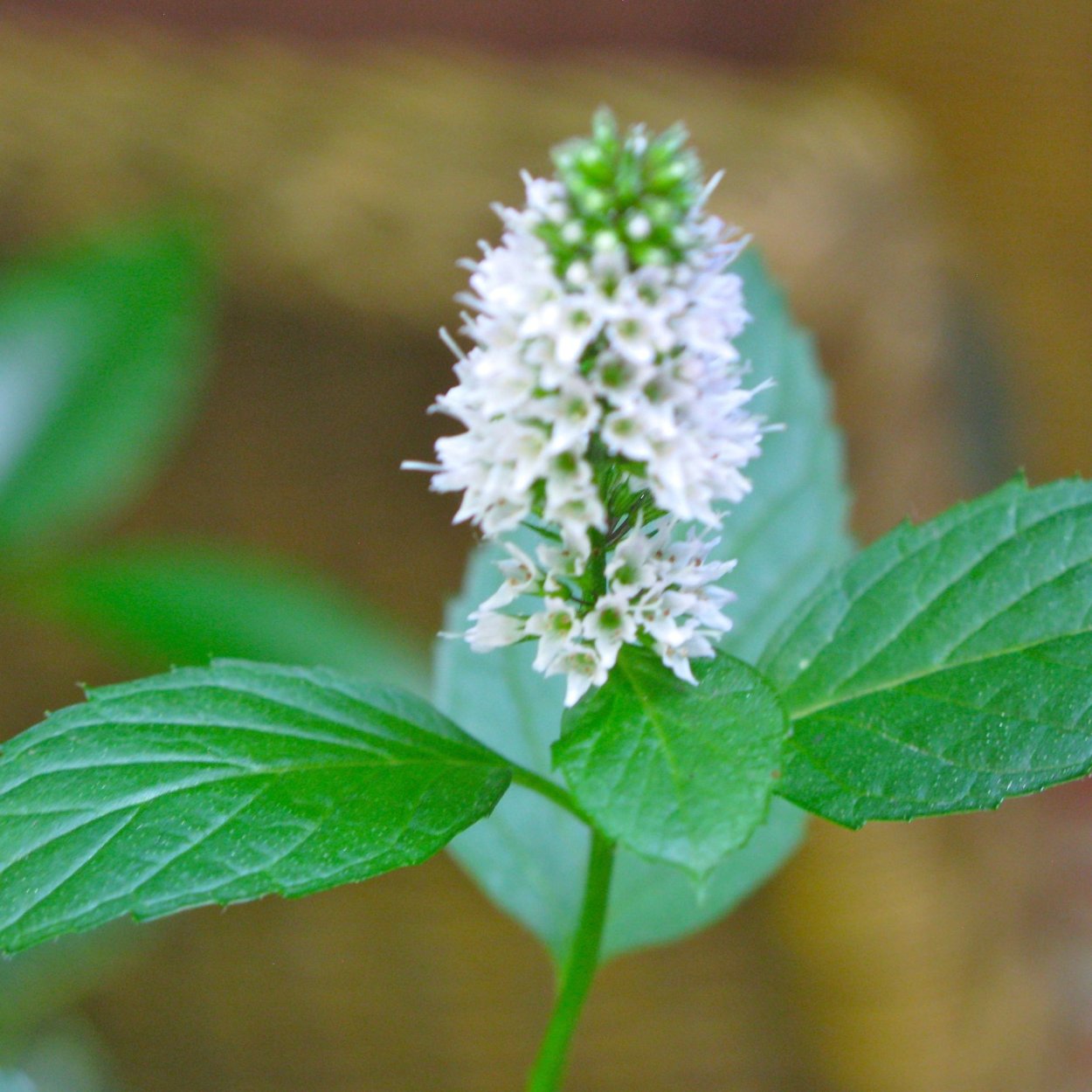 Зелёный Sweet Mint