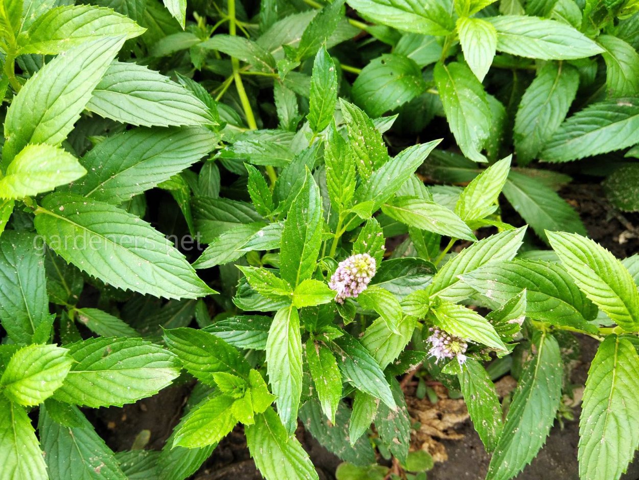 Мята комнатная на столе