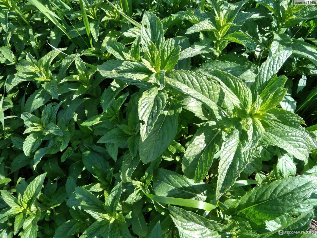 Лукум мята 250гр