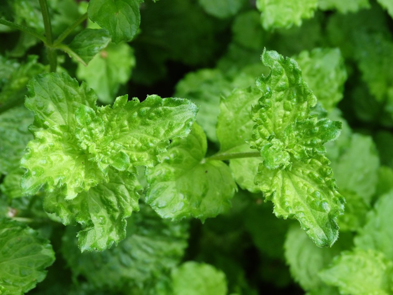 Мята Альмира