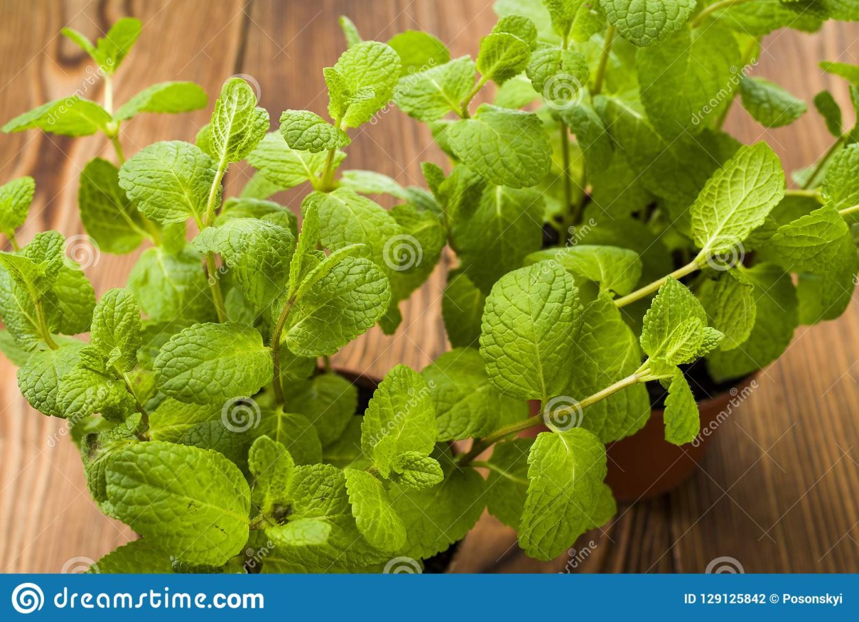 Cream rouge одежда