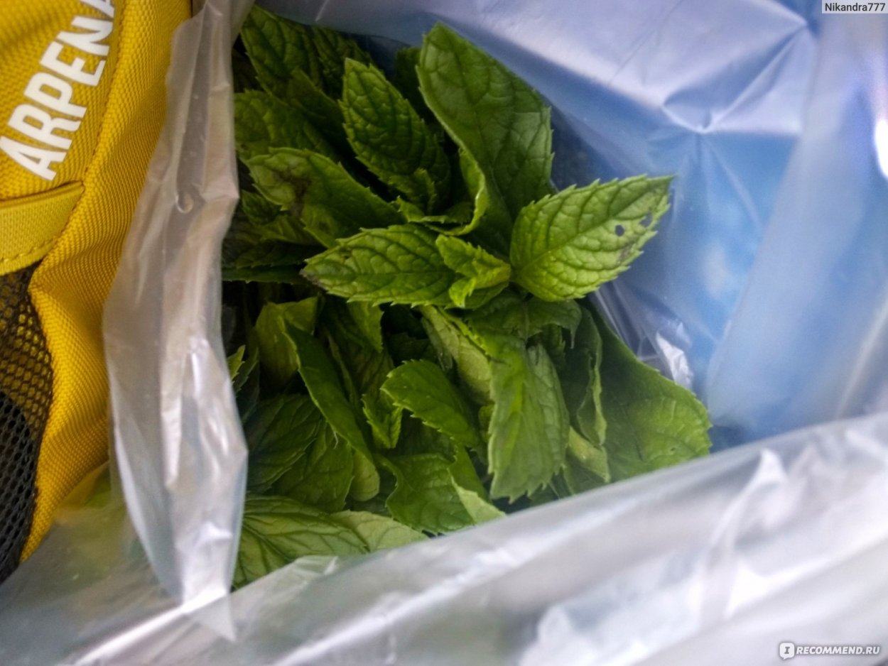 Мята в Краснодарском крае