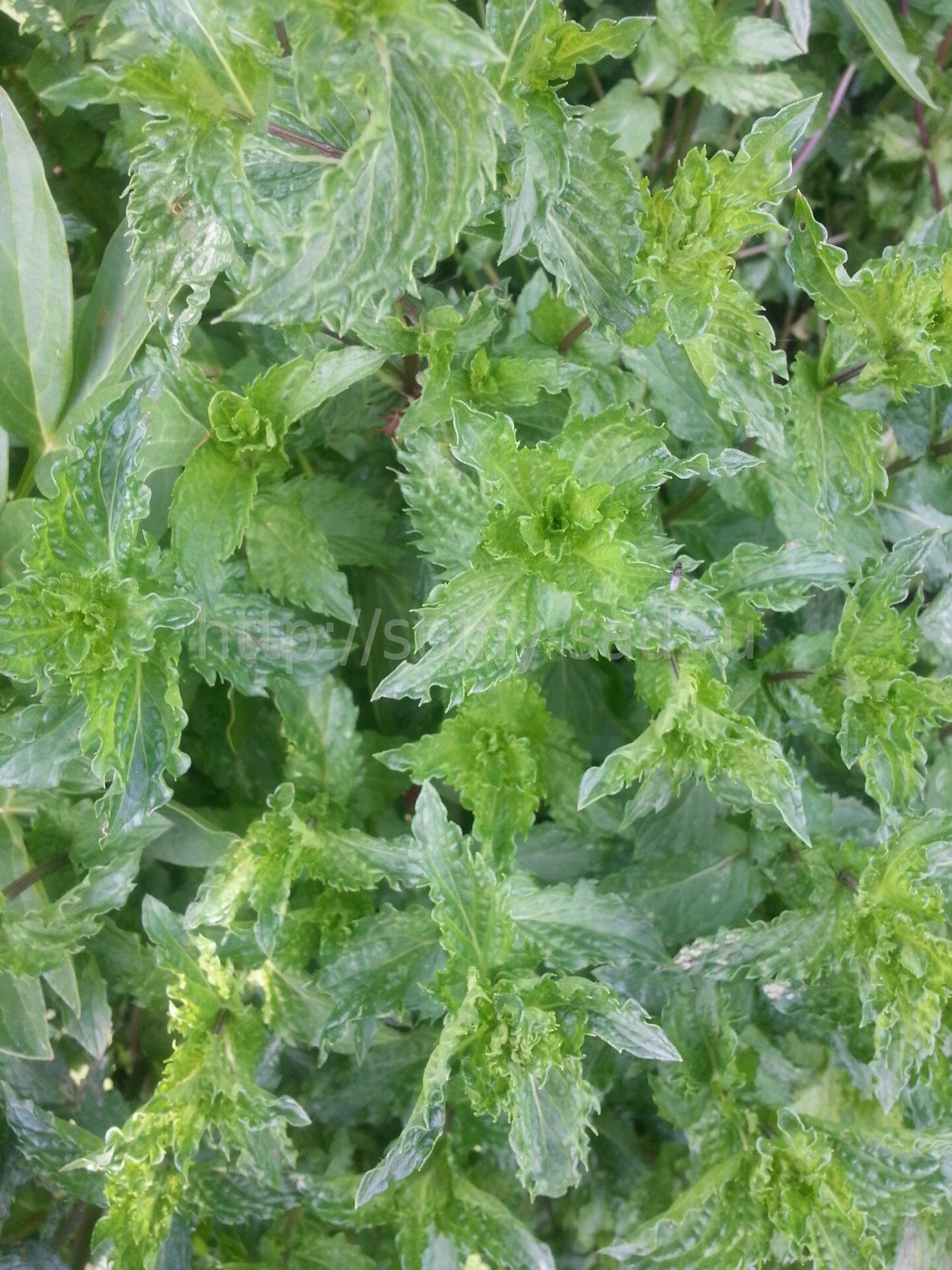 Турецкая мята растение