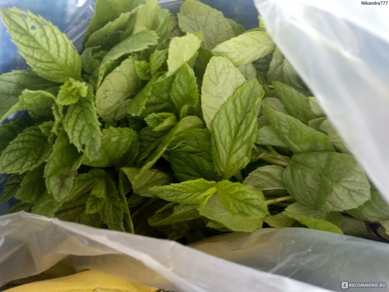 Мята мелколистная