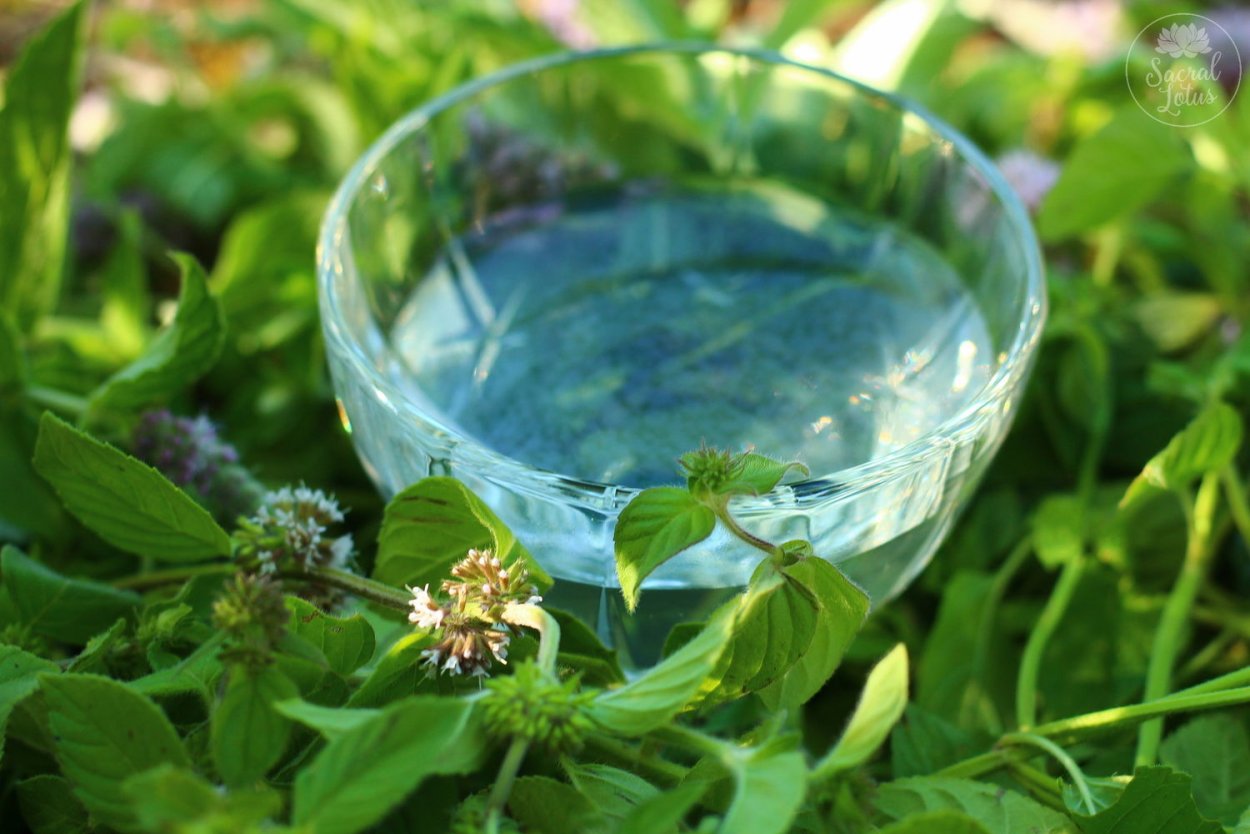 Хотспотсвежая перечная мята - 1