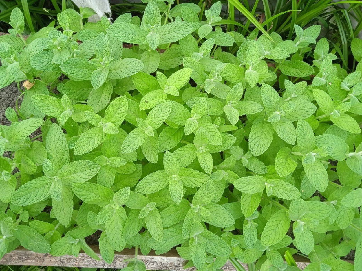 Гидролат мяты