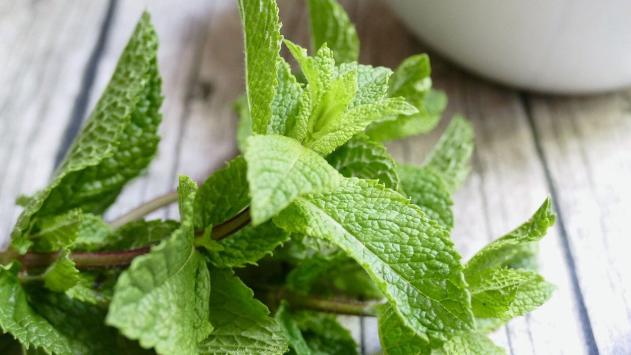 Мята давление