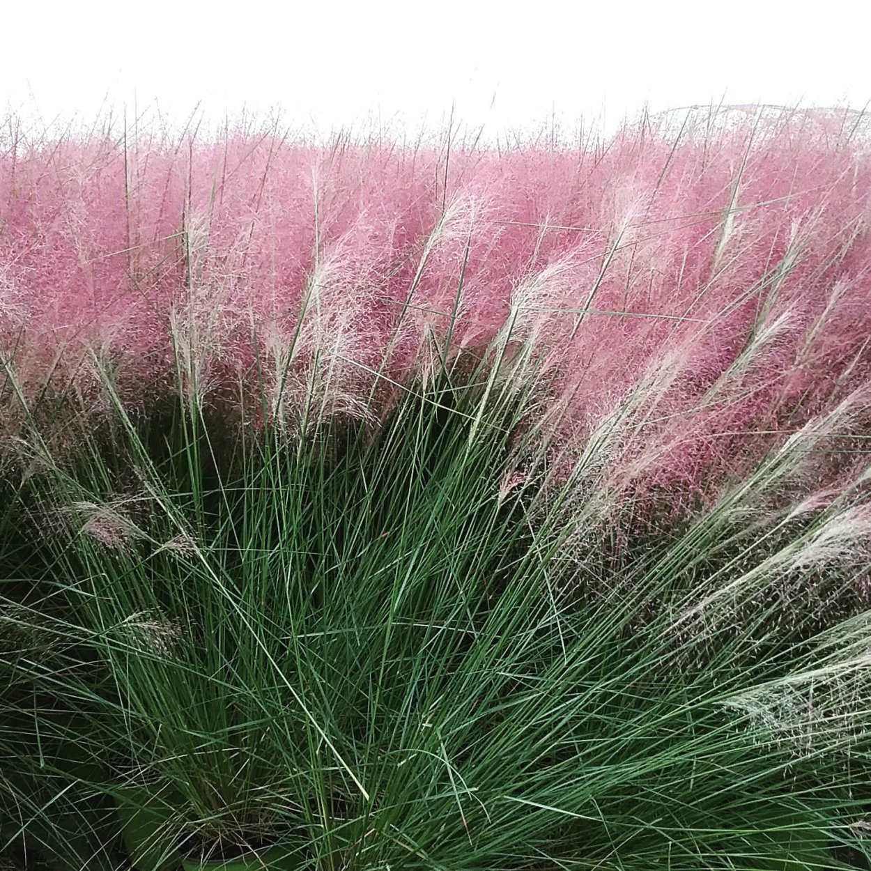 Кортадерия Альба