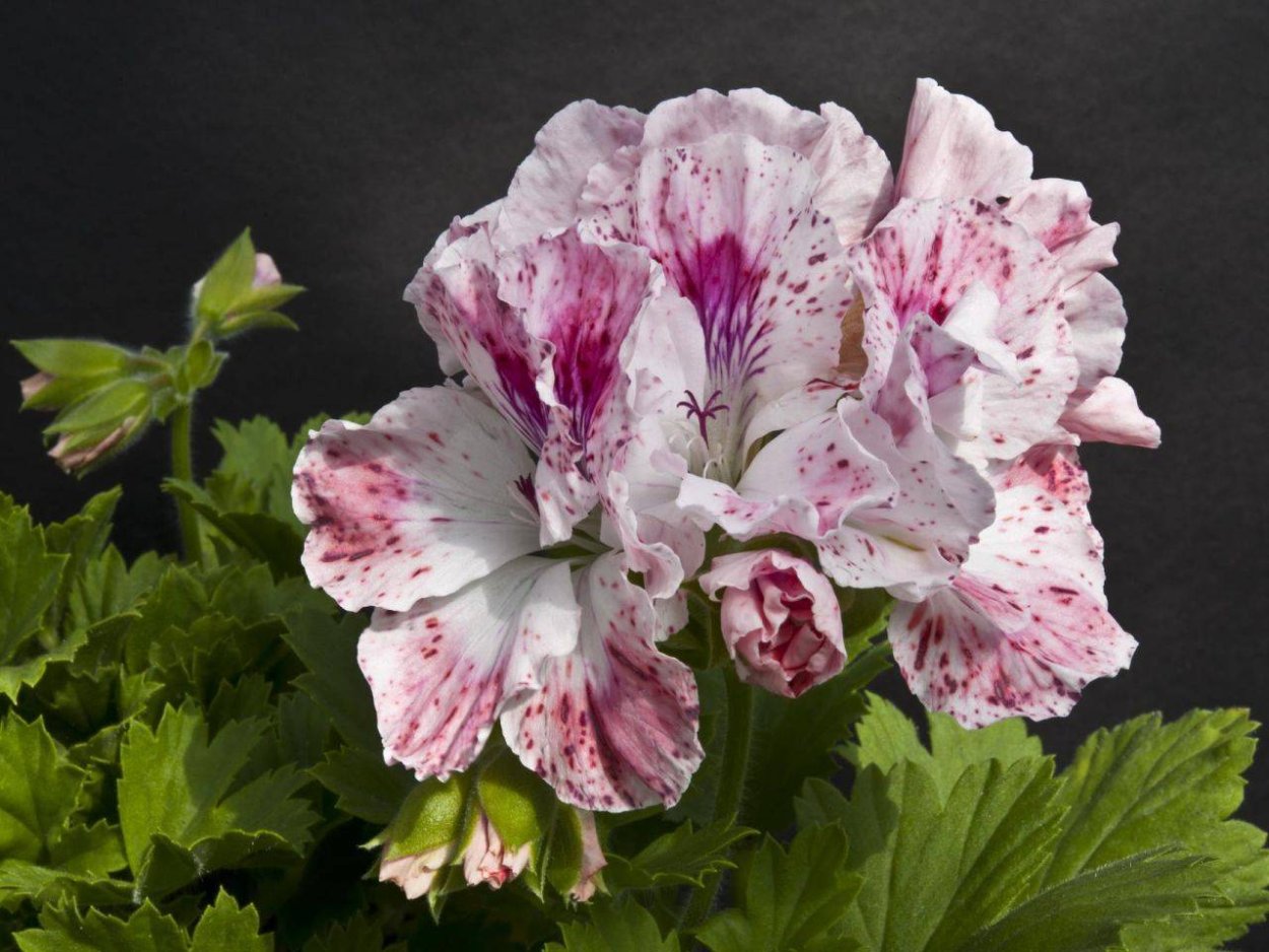 Пеларгония Королевская грандифлора. Пеларгония Королевская Regal Pelargonium. Пеларгония Beromunster. Пеларгония Королевская Tornado.