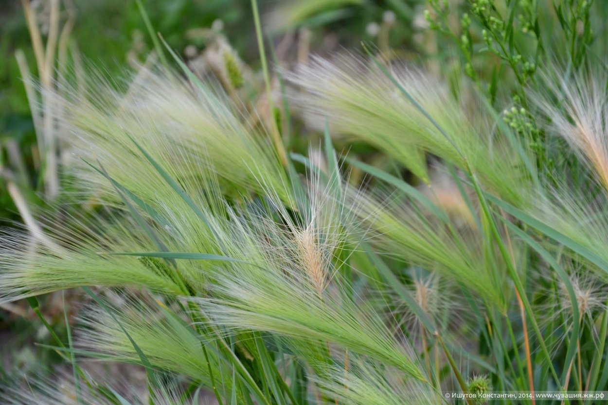 Мюленбергия капиллярис