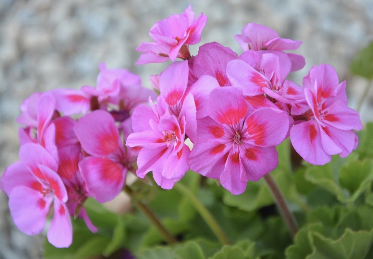 Пеларгония герань комнатная. Pink Geranium пеларгония. Герань Пинк саммер. Герань Pink Diadem.