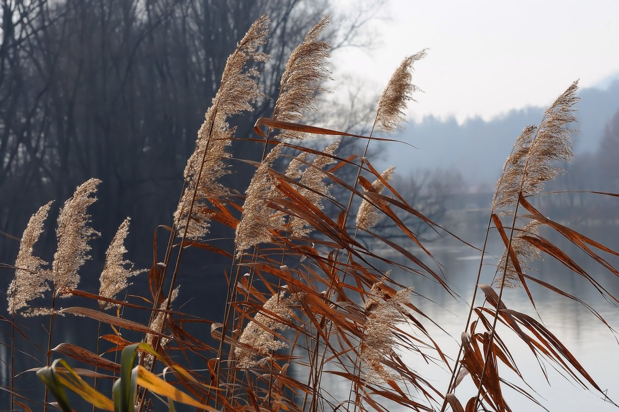 Тростник обыкновенный сухоцвет