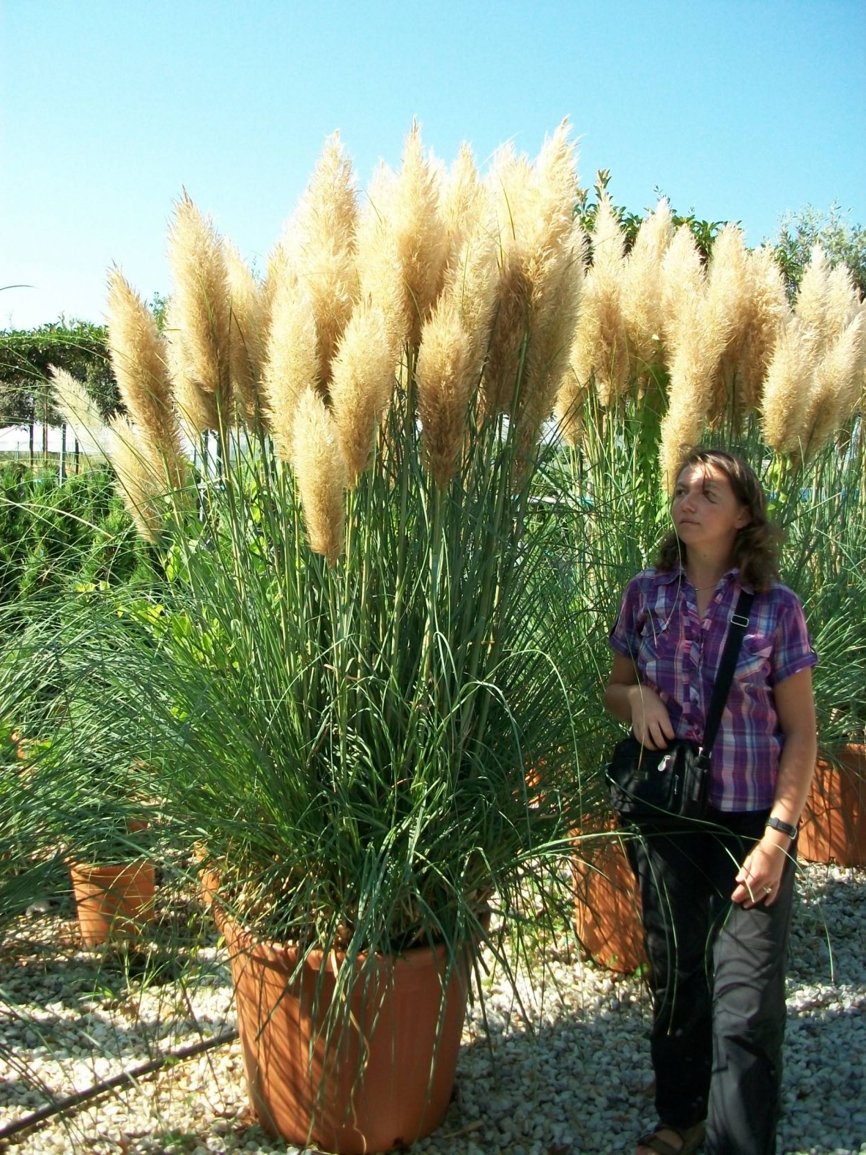 Ковыль Stipa tenuissima