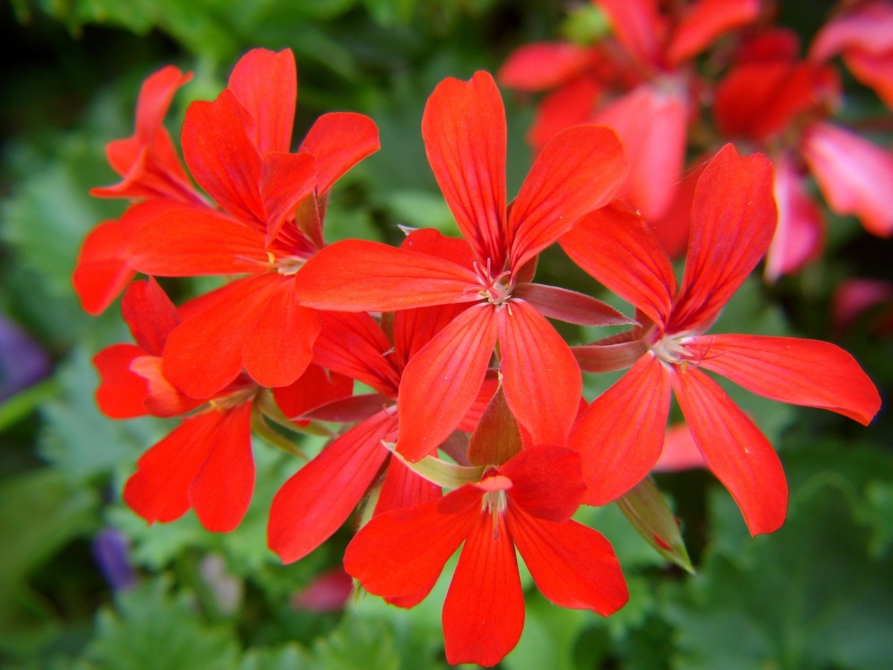 Пеларгония flower. Пеларгония Pelargonium Smart Senna. Красная герань – Red Geranium. Герань красная (Geranium sanguineum). Пеларгония Landscaper Red f1.