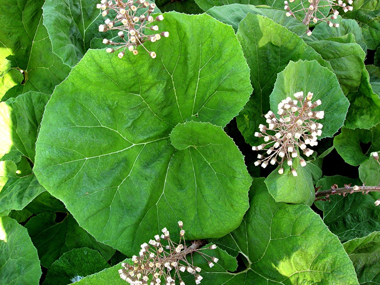 Белокопытник (Petasites)